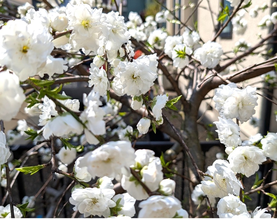 八千代市立新木戸小学校 880m 徒歩11分